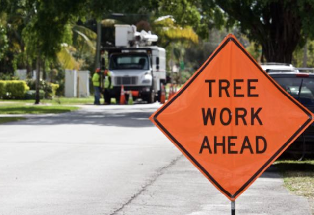 tree removal Conshohocken pa
