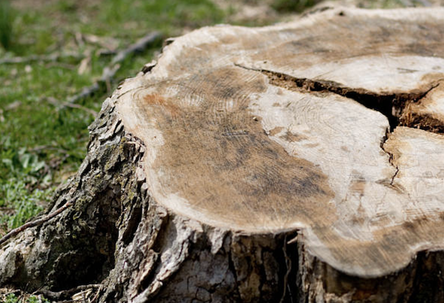 stump grinding Conshohocken pa
