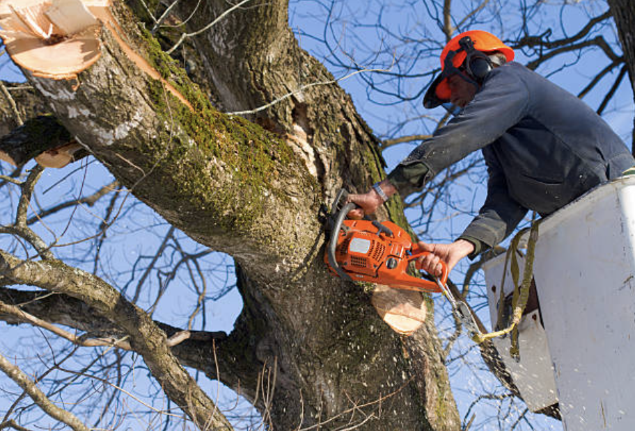 tree trimming Flourtown pa
